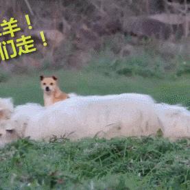 南京浦口区羊小咩享花卡套出来 南京浦口区羊小咩享花卡使用指南