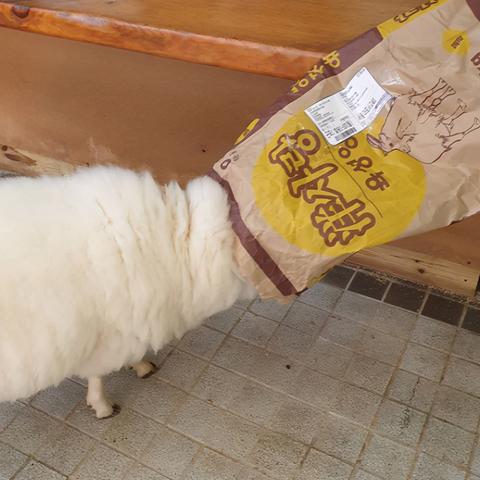 顺德羊小咩享花卡套出来 顺德羊小咩享花卡套出来