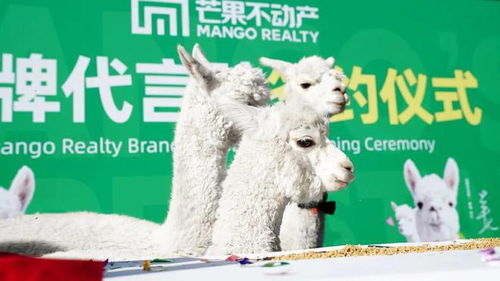 羊小咩便荔卡斐讯套出来 羊小咩便荔卡斐讯套出来，揭秘智能家居的神奇魅力