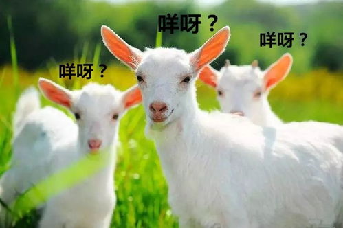 羊小咩便荔卡可以让商家取现吗 羊小咩便荔卡商家取现指南