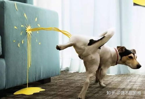 羊小咩便荔卡nice套出来 羊小咩便荔卡nice套出来—揭秘这款网红便签的神奇魅力