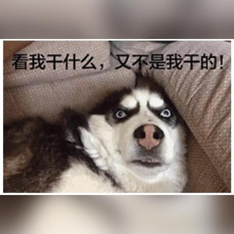 怎么偷看聊天記录 偷看聊天记录的秘密大揭秘