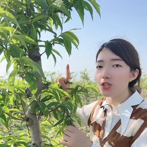 桃多多额度提现,桃多多额度有10000的吗 桃多多额度提现攻略，揭秘10000元大额度的秘密！