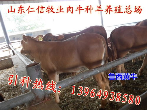 羊小咩便荔卡提额好不好提现呀 羊小咩便荔卡提额攻略，提额容易吗？怎么提现？