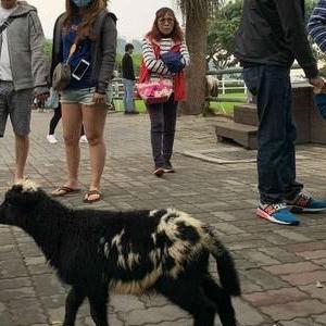 羊小咩享花卡可以到超市兑现吗 羊小咩享花卡能否在超市兑现？解析与案例分享