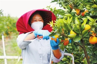 甜橙花呗二维码套现实用指南