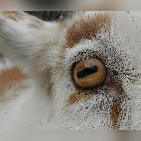 揭秘羊小咩便荔卡红包提现全攻略，实测能否提现？附防坑指南
