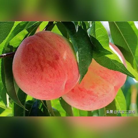 掌握桃多多额度提现与资金运用技巧