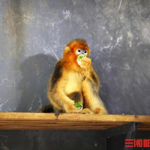 苹果查酒店记录，轻松掌握住宿信息的实用指南