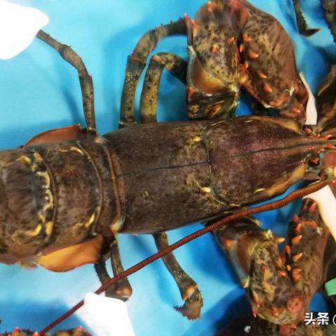 手机怎么查酒店订单记录？详细步骤与实用技巧