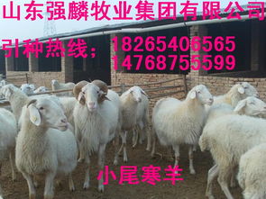 羊小咩便荔卡的钱如何快速提现—详细指南与案例分享